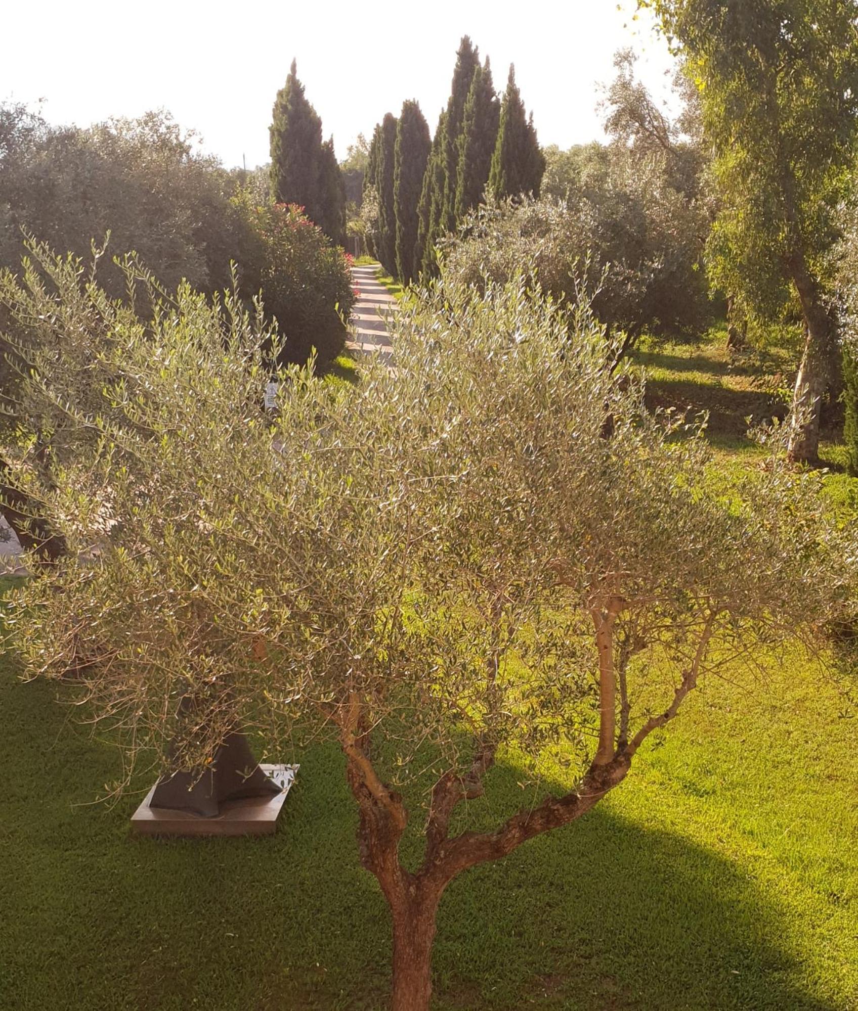 Fattoria Il Giardo Apartment Pietrasanta Ngoại thất bức ảnh